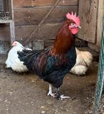 Haan marans zwart koperhals, Dieren en Toebehoren