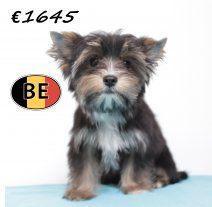 Yorkshire Terriër chiots à vendre (belges), Animaux & Accessoires, Chiens | Jack Russell & Terriers, Plusieurs animaux, Yorkshire Terrier