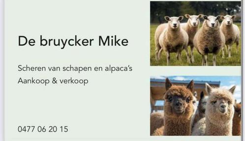 Scheren van alle soorten schapen&alpacas, Animaux & Accessoires, Moutons, Chèvres & Cochons