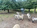 2 Kerry Hill ramlammeren, Dieren en Toebehoren, Schapen, Geiten en Varkens, Mannelijk, Schaap, 0 tot 2 jaar