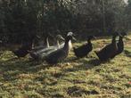 Eend van Vorst, Dieren en Toebehoren, Eend