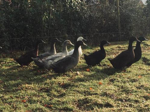 Eend van Vorst, Dieren en Toebehoren, Pluimvee, Eend