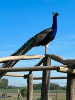 Blauwe pauw (koppels), Dieren en Toebehoren, Meerdere dieren, Overige soorten