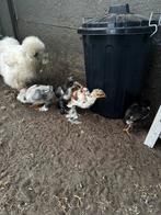 Brahma groothoenders kuikens, Dieren en Toebehoren, Kip