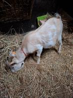 Zeer mooie kleine dwerggeitenbok., Dieren en Toebehoren, Schapen, Geiten en Varkens