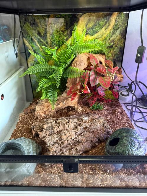 Terra 45x45x45 incl 2 luidpaardgekko koppel, Dieren en Toebehoren, Reptielen en Amfibieën | Toebehoren, Nieuw, Ophalen
