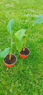 Musa chiliocarpa – 1000 Fingers banaan, Tuin en Terras, Ophalen