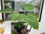 Colocasia gigantea (oreille d'éléphant), Maison & Meubles, Plantes d'intérieur, Ombre partielle, Plante verte, 150 à 200 cm, Enlèvement ou Envoi
