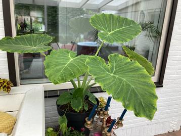 Colocasia gigantea (oreille d'éléphant)