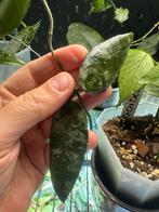 Hoya flagellata splash, Huis en Inrichting, Kamerplanten, Ophalen of Verzenden