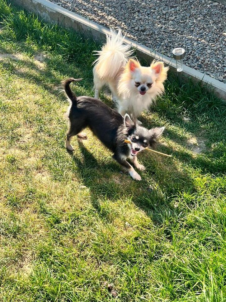 Cream kleirig reutje, Animaux & Accessoires, Chiens | Chihuahuas & Chiens de compagnie, Chien (mâle), Chihuahua, Éleveur | Loisir