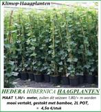 HEDERA GROENBLIJVENDE HAAGPLANTEN 1,30/+ METER: 4,5€/STUK, Ophalen, Overige soorten, Haag, 100 tot 250 cm