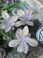 Echeveria Gibbiflora Metallica, Tuin en Terras, Planten | Tuinplanten, Ophalen, Vaste plant, Overige soorten, Volle zon