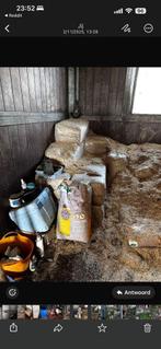 Vlaslemen, Dieren en Toebehoren, Stalling en Weidegang