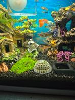 Jonge guppy's, Dieren en Toebehoren, Ophalen