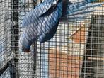 Halsband kobaltblauw '17 (kweekpop) niet tam, Dieren en Toebehoren, Vogels | Parkieten en Papegaaien