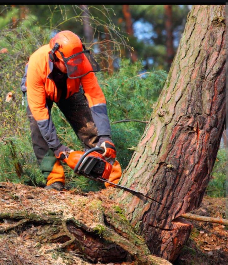 Boomzagen & Snoeiwerken - Snel, Veilig en Betaalbaar, Tuin en Terras, Brandhout, Ophalen of Verzenden