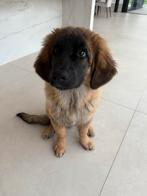 Puppy Leonberger met stamboom, Dieren en Toebehoren, Honden | Retrievers, Spaniëls en Waterhonden, België, Particulier, 15 weken tot 1 jaar