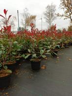 Photinia fraseri Red Robin, Enlèvement ou Envoi, Plante fixe