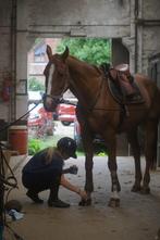 Paard zadelmak maken,doorrijden of uitbrengen op wedstrijd?, Dieren en Toebehoren, Zadelmak