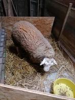 Schaap te koop, Dieren en Toebehoren, Schapen, Geiten en Varkens, Mannelijk, Schaap, 0 tot 2 jaar
