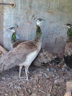 Blauwe pauwen boerenpauw, Dieren en Toebehoren, Pluimvee, Vrouwelijk, Overige soorten