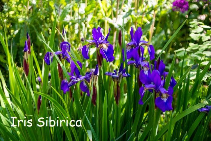 Iris sibirica met blauwe bloem, Tuin en Terras, Planten | Tuinplanten, Vaste plant, Volle zon, Zomer, Ophalen
