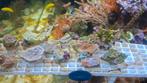 25 tal stekken van diverse steenkoralen koralen zeeaquarium, Ophalen