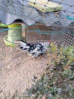 Bonte leghorn te koop, Dieren en Toebehoren, Pluimvee, Vrouwelijk, Kip