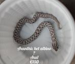 Haakneus axanthic 100% het albino, Dieren en Toebehoren, Reptielen en Amfibieën