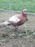 Ronquere kalkoen haan, Dieren en Toebehoren, Pluimvee, Mannelijk, Kalkoen