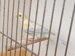 Kanaries, Dieren en Toebehoren