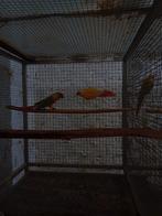 Pyrrhura lutino, Animaux & Accessoires