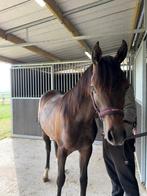 Schimmel jaarling Arabische volbloed hengst, Dieren en Toebehoren, Paarden, Minder dan 160 cm, Gechipt, Niet van toepassing, 0 tot 2 jaar