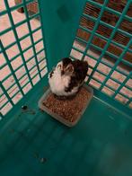 Celadon kwartels, Dieren en Toebehoren, Pluimvee, Meerdere dieren, Overige soorten