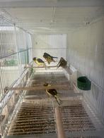 Kanaries, Dieren en Toebehoren, Vogels | Kanaries