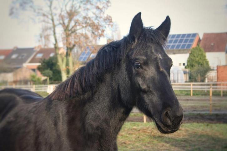 Verzorger/ bijrijder gezocht, Animaux & Accessoires, Poneys, Jument, B, Poney D (1.37 m à 1.48m), Poney de saut, 3 à 6 ans, Avec pedigree