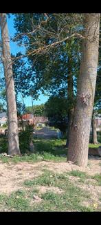 2 volledige populieren stam en kruin te koop, Ophalen