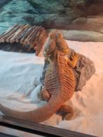 Koppel baardagamen, Tam