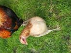 Araucana tarwe hennen, groene eieren, eventueel met haan, Dieren en Toebehoren, Pluimvee