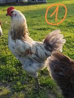 Coq ameraucana x araucana anglais, Dieren en Toebehoren, Pluimvee