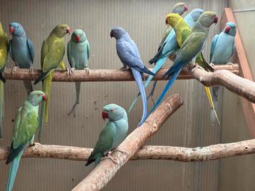 Halsbandparkieten beschikbaar voor biedingen