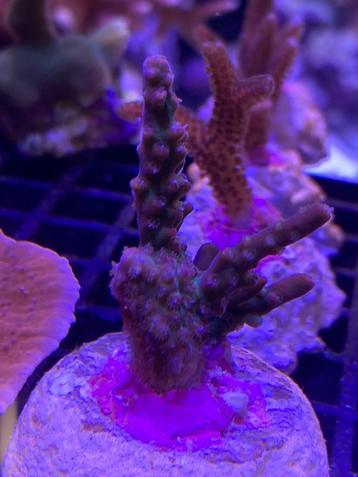 Acropora Strawberry Shortcake stekjes beschikbaar voor biedingen