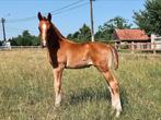 Chique hengstenveulen, Dieren en Toebehoren, Paarden, Springpaard, Minder dan 160 cm, Gechipt, Niet van toepassing