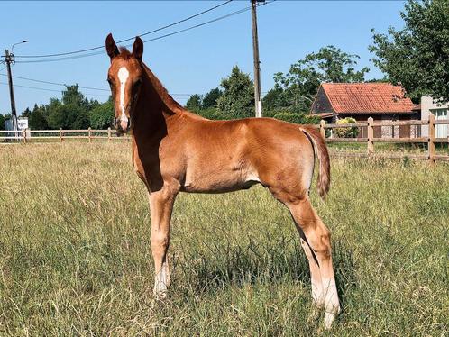Chique hengstenveulen, Dieren en Toebehoren, Paarden, Hengst, Niet van toepassing, Minder dan 160 cm, 0 tot 2 jaar, Springpaard