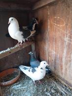 Pigeons mouchetés, Animaux & Accessoires