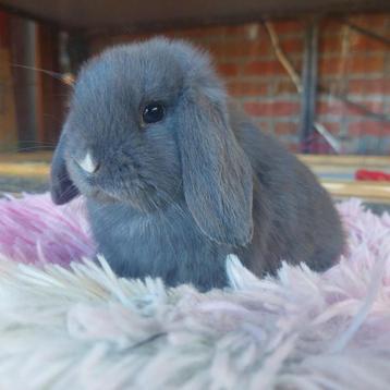 Bélier Minilop de race pure, Mâle, Nain, Oreilles tombantes, 0 à 2 ans