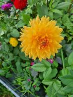 Dahlia knollen, Verzenden, Voorjaar, Halfschaduw, Knol