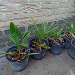 winterharde palmboom, Huis en Inrichting, Kamerplanten, Ophalen, Palm, In pot, Minder dan 100 cm