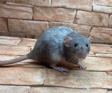 Femelle rat mink pearl dumbo  beschikbaar voor biedingen